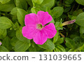 Vibrant pink petunia flower in bloom close up on green leaves background 131039665