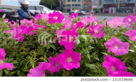 Vibrant pink petunia flowers blooming in urban garden Vibrant pink petunia flowers blooming in urban garden 131039666