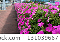 Vibrant pink petunias blossoming alongside urban pathway 131039667