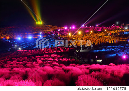 Romantic Ibaraki (40,000 kochia trees turn bright red and beams of light shine on the hills.) Hitachi Seaside Park Light-up Romantic Ibaraki (40,000 kochia trees turn bright red and beams of light shine on the hills.) Hitachi Seaside Park Light-up 131039776