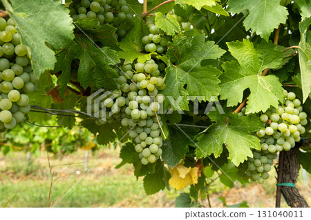 Close-Up of Ripe Grape Clusters on the Vine 131040011