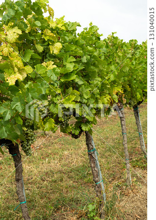 Traditional Austrian Vineyard Landscape with Ripe Grapevines Traditional Austrian Vineyard Landscape with Ripe Grapevines 131040015