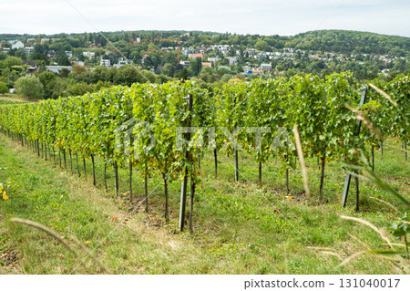 Vineyards in Austria in September, harvest, winery 131040017
