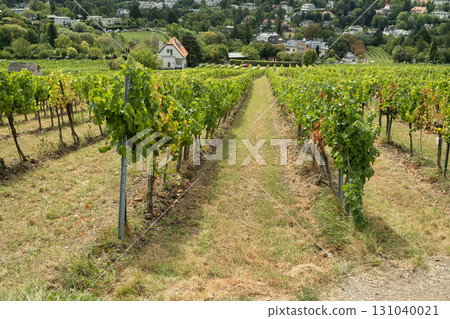 Traditional vineyards in Austria in autumn, grapes growing in the hills of Vienna. Traditional vineyards in Austria in autumn, grapes growing in the hills of Vienna. 131040021
