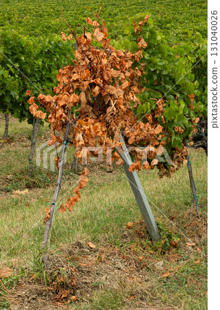 Withered Dried Grape Vine, Bad Care or Damaged by Disease. Withered Dried Grape Vine, Bad Care or Damaged by Disease. 131040026