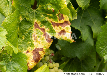 Mottled dried, disease-damaged grape leaves. 131040027