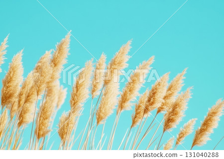 Golden grass swaying gently under the bright blue sky during a sunny day 131040288