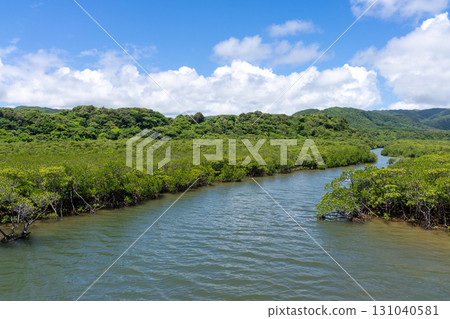 八月，沖繩西表島的鹹水紅樹林 131040581