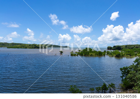 Brackish water mangroves on Iriomote Island, Okinawa, August 131040586