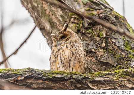 Long-eared owl (Asio otus), looking forward with wide opened eyes 131040797