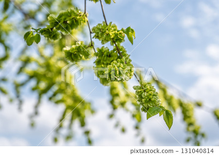 Ulmus minor or Elm tree in the suny day in spring. Elm is a deciduous and semi-deciduous tree comprising the flowering plant. Ulmus minor or Elm tree in the suny day in spring. Elm is a deciduous and semi-deciduous tree comprising the flowering plant. 131040814