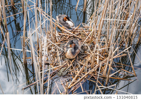 Great Crested Grebe, Podiceps cristatus, water bird sitting on the nest, nesting time on the green lake Great Crested Grebe, Podiceps cristatus, water bird sitting on the nest, nesting time on the green lake 131040815