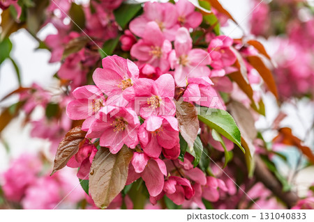 Fresh pink flowers of a blossoming apple tree with blured background Fresh pink flowers of a blossoming apple tree with blured background 131040833