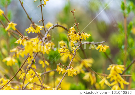 Forsythia with rain drops. Blooming forsythia bush. Yellow flower on a branch of forsythia. 131040853