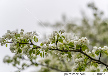 White blossoming apple trees with rain drops 131040854