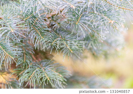 Background of green spruce branches with water drops after rain Background of green spruce branches with water drops after rain 131040857