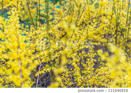 Forsythia with rain drops. Blooming forsythia bush. Yellow flower on a branch of forsythia. 131040858