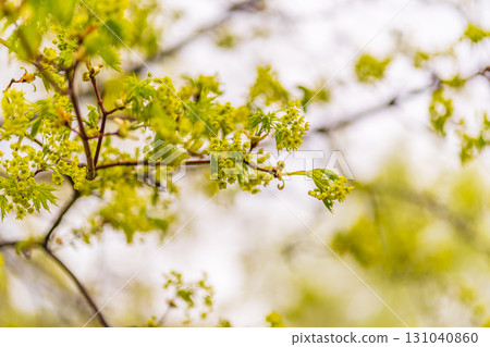 Blooming Norway Maple, Acer platanoides, in beautiful light 131040860