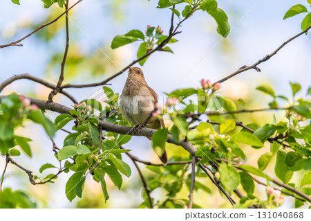 Thrush Nightingale, Luscinia luscinia. A bird sits on a tree branch and sings Thrush Nightingale, Luscinia luscinia. A bird sits on a tree branch and sings 131040868