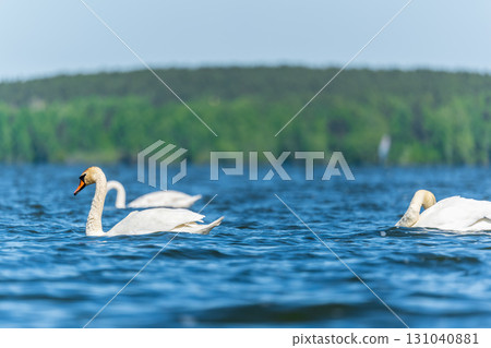 Three graceful white swans swims in the lake, swans in the wild. Three graceful white swans swims in the lake, swans in the wild. 131040881