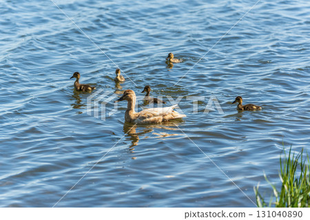 A family of ducks, a duck and its little ducklings are swimming in the water. The duck takes care of its newborn ducklings. Mallard, lat. Anas platyrhynchos 131040890