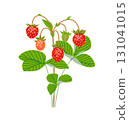 Wild Strawberry Branch with Red Berries and Green Leaves 131041015