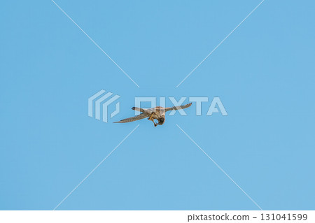 Common kestrel, Falco tinnunculus, hovered in the air in search of prey Common kestrel, Falco tinnunculus, hovered in the air in search of prey 131041599