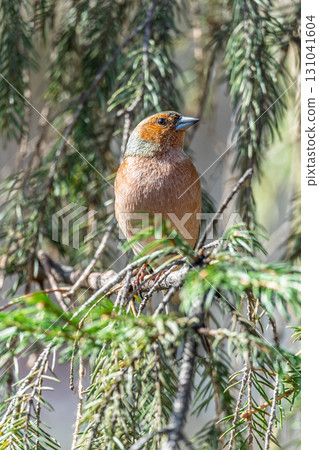 Common chaffinch, Fringilla coelebs, sits on a tree. Common chaffinch in wildlife. Common chaffinch, Fringilla coelebs, sits on a tree. Common chaffinch in wildlife. 131041604
