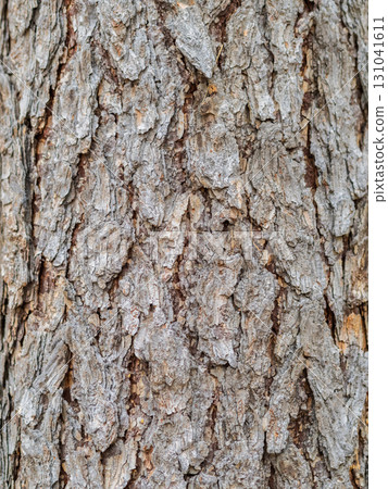 Old wood pine bark texture or background. Old wood pine bark texture or background. 131041611
