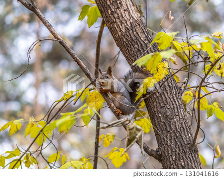 Portrait of a squirrel on a tree trunk 131041616