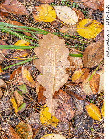 Orange, brown and yellow fallen oak leaves in the sunlight. 131041620