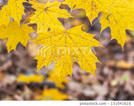 Maple branches with yellow leaves in autumn, in the light of sunset. 131041628