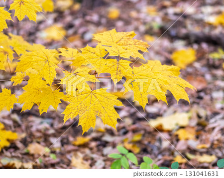 Maple branches with yellow leaves in autumn, in the light of sunset. Maple branches with yellow leaves in autumn, in the light of sunset. 131041631
