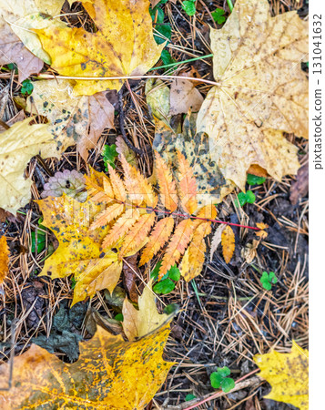 Maple branches with yellow leaves in autumn, in the light of sunset. Maple branches with yellow leaves in autumn, in the light of sunset. 131041632
