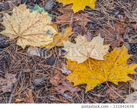 Orange and yellow fallen leaves in the sunlight. 131041639