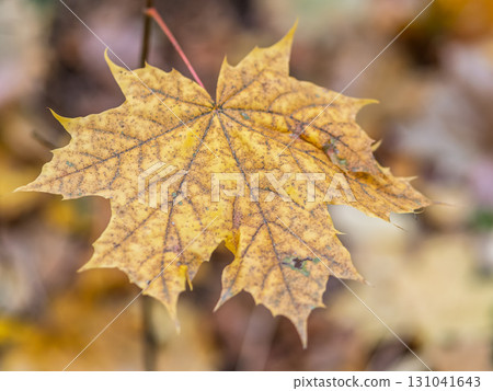 Maple branches with yellow leaves in autumn, in the light of sunset. Maple branches with yellow leaves in autumn, in the light of sunset. 131041643