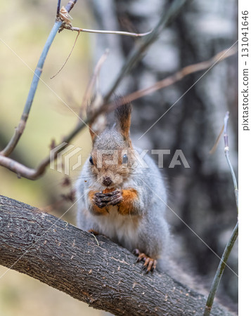 The squirrel with nut sits on tree in the autumn. Eurasian red squirrel, Sciurus vulgaris. 131041646