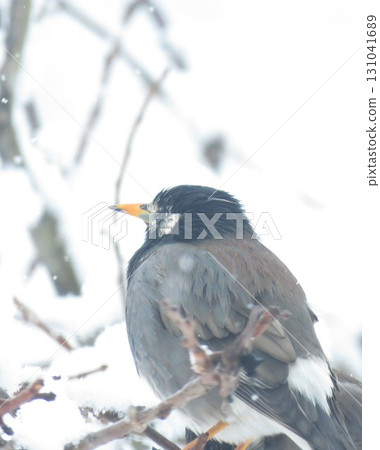 椋鳥和雪 椋鳥和雪 131041689