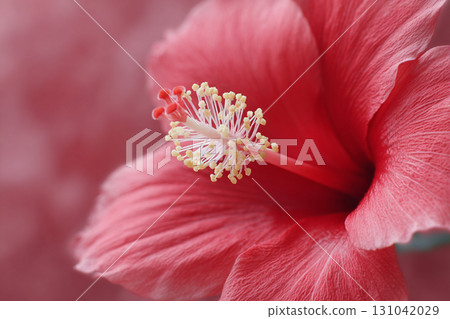 Pink hibiscus flower close up with stamen and soft petals conveying delicate beauty and gentle emotion Pink hibiscus flower close up with stamen and soft petals conveying delicate beauty and gentle emotion 131042029