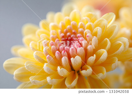 Yellow chrysanthemum flower close up with delicate frost on petals, soft light and gentle warm tones creating serene and tender mood 131042038