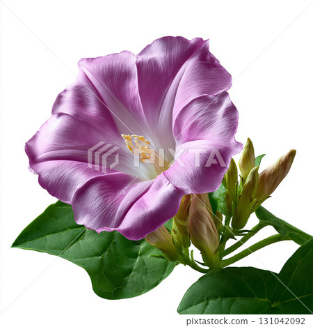 Pink morning glory flower with green leaves and unopened buds, delicate petals and soft lighting convey gentle beauty and calm mood 131042092