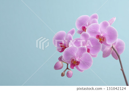 Pink orchid flower close up on blue background with delicate petals and soft lighting creating calm elegant mood 131042124