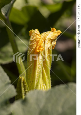 blooming large yellow pumpkin flowers in the field, green foliage and yellow pumpkin flowers for food in the garden blooming large yellow pumpkin flowers in the field, green foliage and yellow pumpkin flowers for food in the garden 131042430