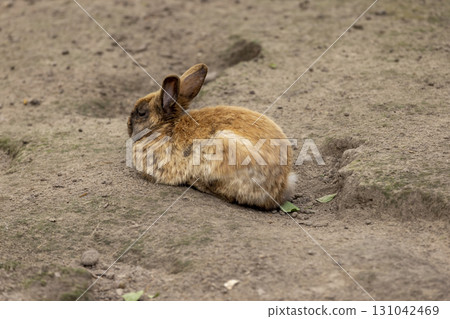 red rabbit in a yard with lots of holes, one small red rabbit on the ground in a yard without grass 131042469