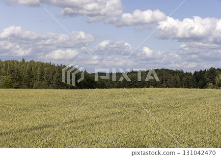 agricultural field with green unripe wheat grains in the summer, wheat field for grain production and provision of food for the population agricultural field with green unripe wheat grains in the summer, wheat field for grain production and provision of food for the population 131042470