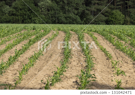 agricultural field with green corn sprouts in the summer, monocultural corn field for animal feed production 131042471