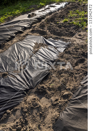field is covered with black dense cloth to slow down or kill weeds, black dense mulch to control weeds field is covered with black dense cloth to slow down or kill weeds, black dense mulch to control weeds 131042472