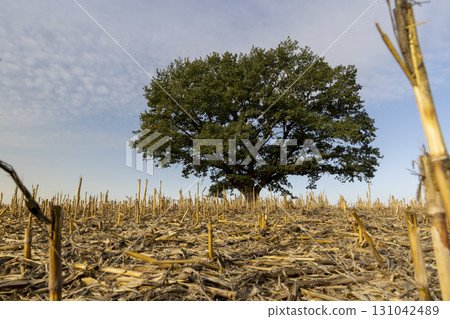 a lone oak with green foliage in a field after the harvest, one old oak against the blue sky in a field with stubble from corn in the autumn season a lone oak with green foliage in a field after the harvest, one old oak against the blue sky in a field with stubble from corn in the autumn season 131042489