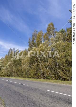 road with a left turn with deciduous trees in a mixed forest in the autumn season, beautiful colorful foliage of trees in the autumn season before leaf fall and a narrow highway 131042497
