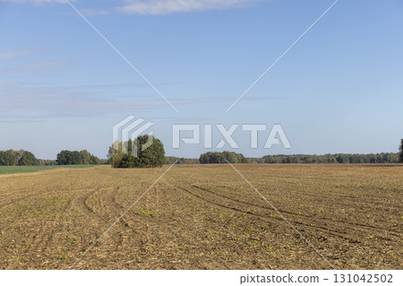 agricultural field after harvest in the autumn season, autumn landscape of the field with forest and trees on the horizon 131042502